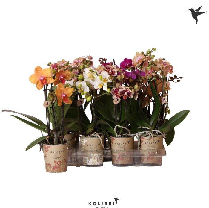 Kolibri Orchids Phalaenopsis Mix 3 spike, D 9