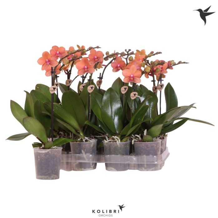 Kolibri Orchids Phalaenopsis Orange 1 spike, D 9