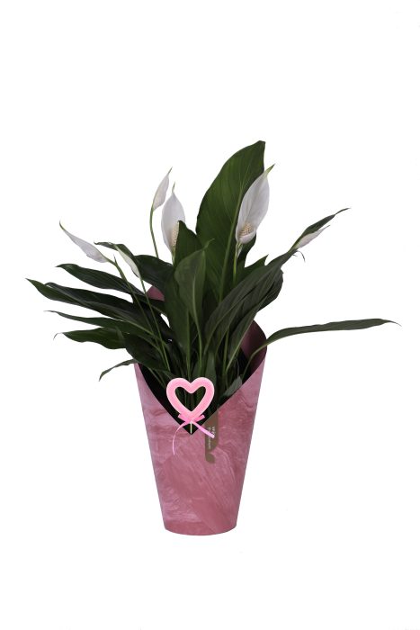 KP-117.3 - Spath Bingo Cupido 17cm in koker met hartbijsteker, D 17