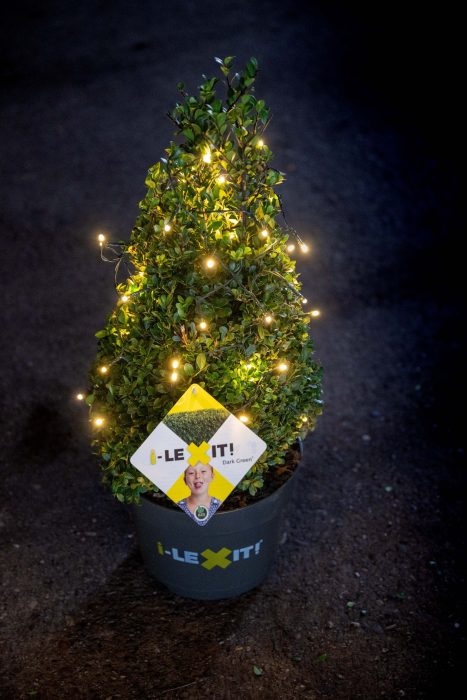 Ilex crenata Dark Green, P23, Kegel 40-50cm, met verlichting, D 23