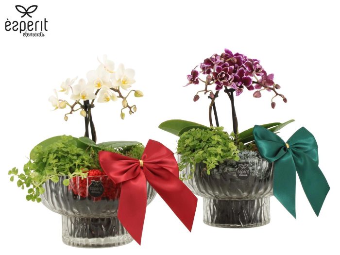 62137: X-mas arrangement, D 16