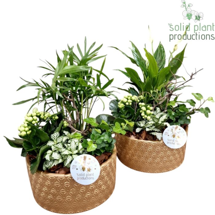 SC003 Loes Gold Mix, D 18