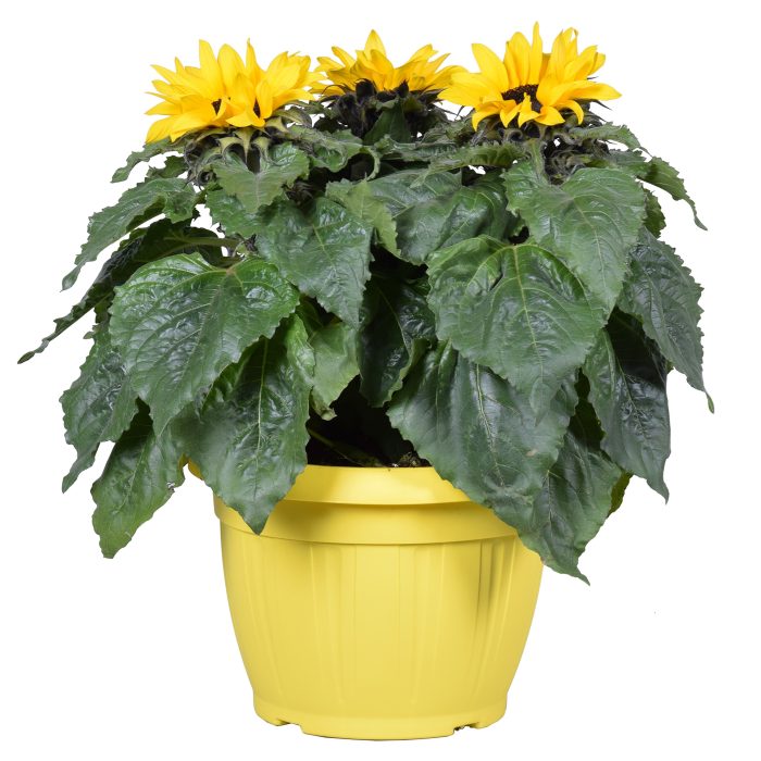 Hello Summer Helianthus 'Sunsation' in terras pot, D 25