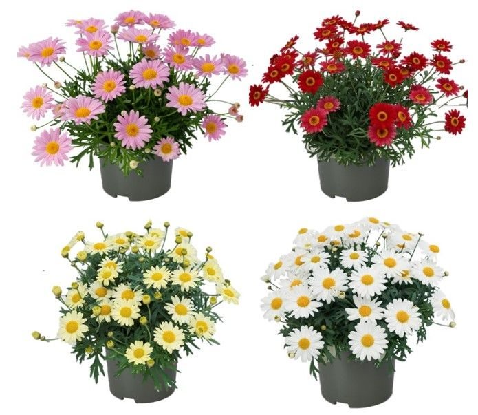 Argyranthemum La Rita "Mixlaag", D 13