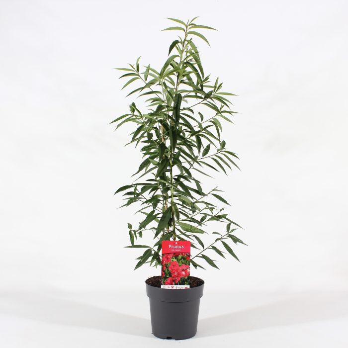 Prunus pers. 'Melred' P21/C4.6, D 21
