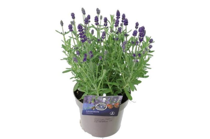 Lavandula ang. Ardeche blue, D 13