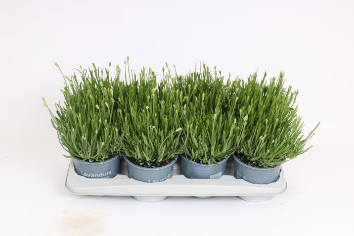 Lavandula angustifolia aromance white, D 14