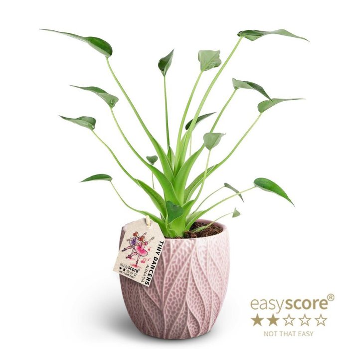 Leaf Rosa, Alocasia ´Tiny Dancers´ ®, D 12