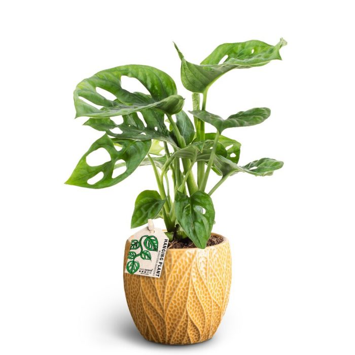 Leaf Tangerine, Monstera adansonii, D 10