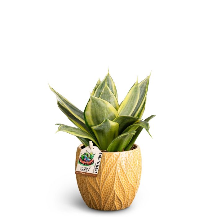 Leaf Tangerine, Sansevieria Hahnii Golden, D 10