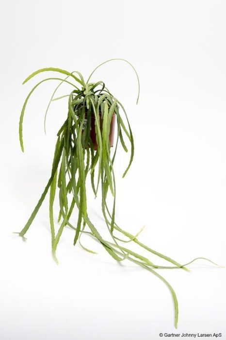 LEPISMIUM BOLIVIANUM, D 11