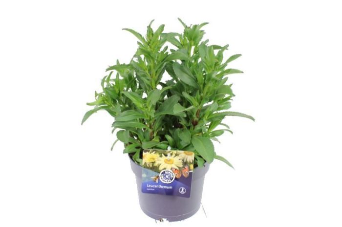 Leucanthemum maximum Sweet Daisy Christine, D 17