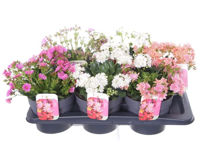 Lewisia cotyledon, D 17