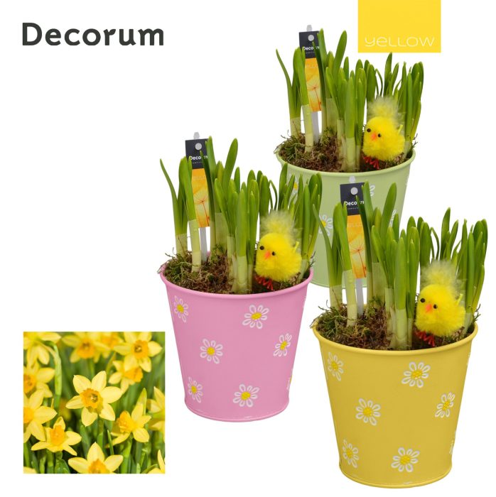 Narcis Fleur Grande HL13545 [YELLOW], D 13