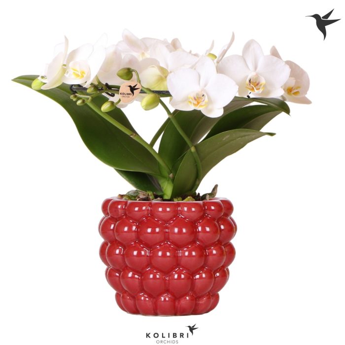 Kolibri Orchids Phalaenopsis Halo white in Berry pot, D 9