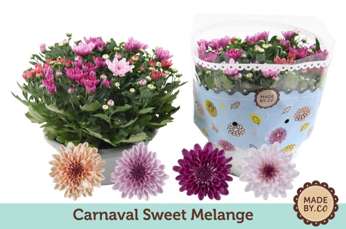 Chrysant Carnaval Sweet Melange, D 23