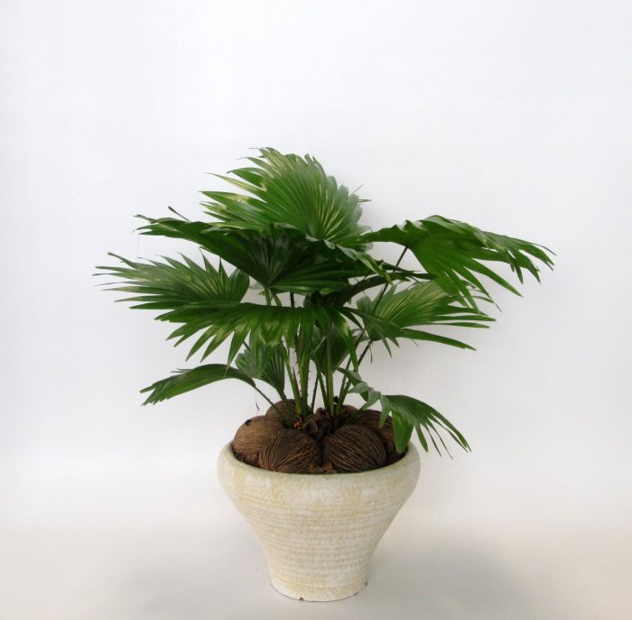 Livistona rotundifolia in Hoedje creme, D 26