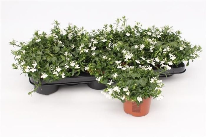 Lobelia Richardii White, D 10,5