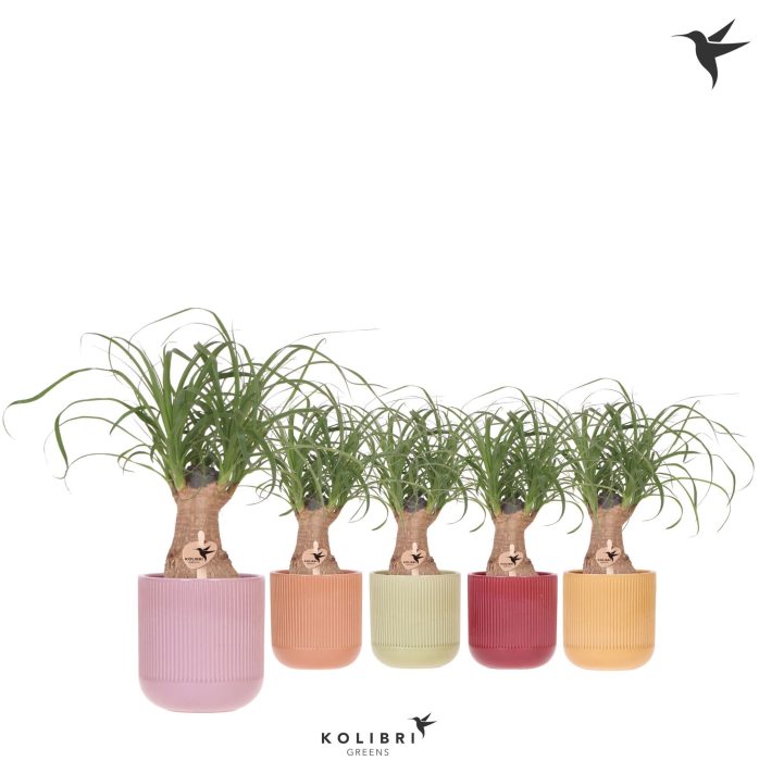 Kolibri Greens Beaucarnea in Flare pot mix, D 9