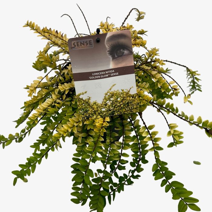 Lonicera nitida 'Golden Glow'® sense, D 17