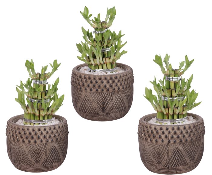Lucky Bamboo Shape Round 3S Ø16cm Ceramic EV665, D 16