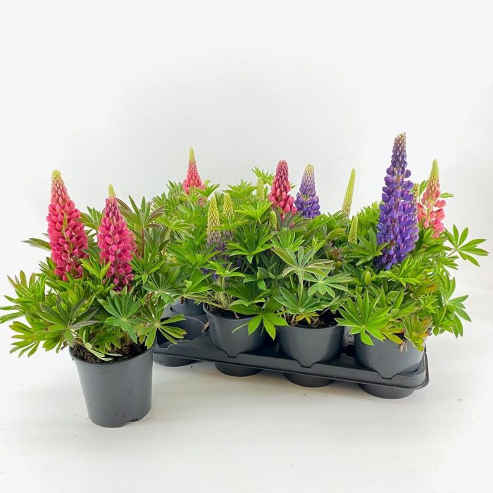 Lupine Longlife Flowering, D 14