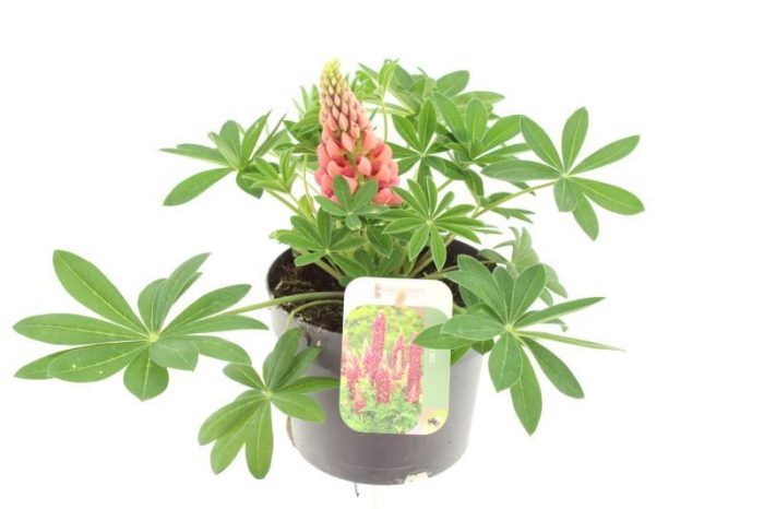Lupinus Gallery Red, D 17
