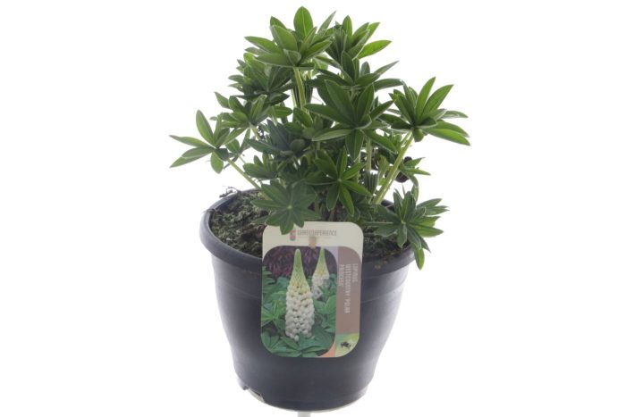 Lupinus West Country Polar Princess, D 23