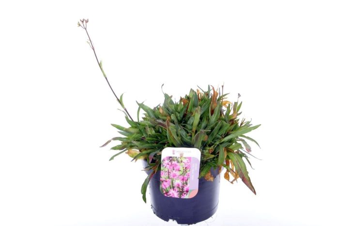 Lychnis flos-cuculi Alba, D 17