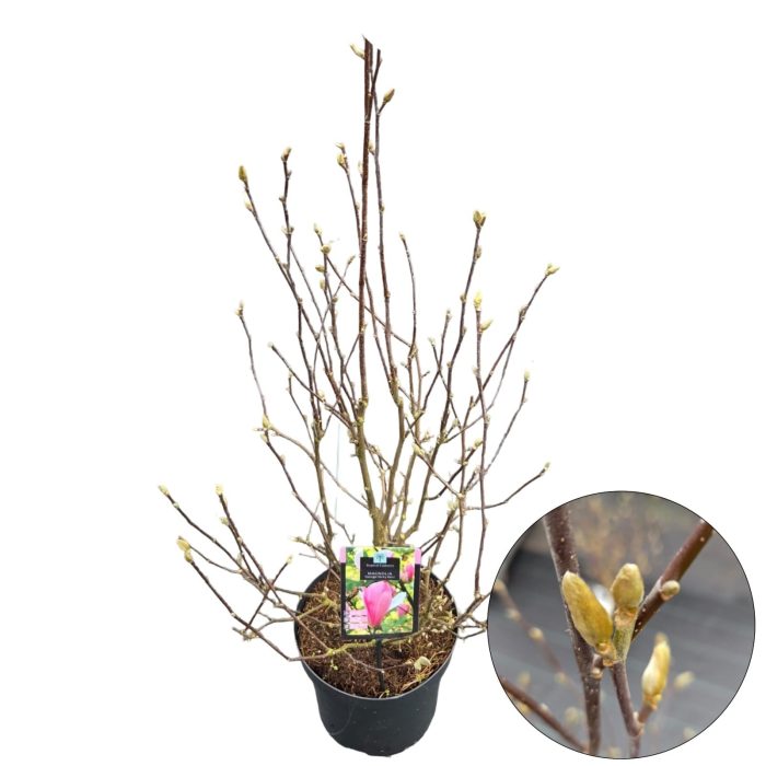 Magnolia 'George Henry Kern', D 26