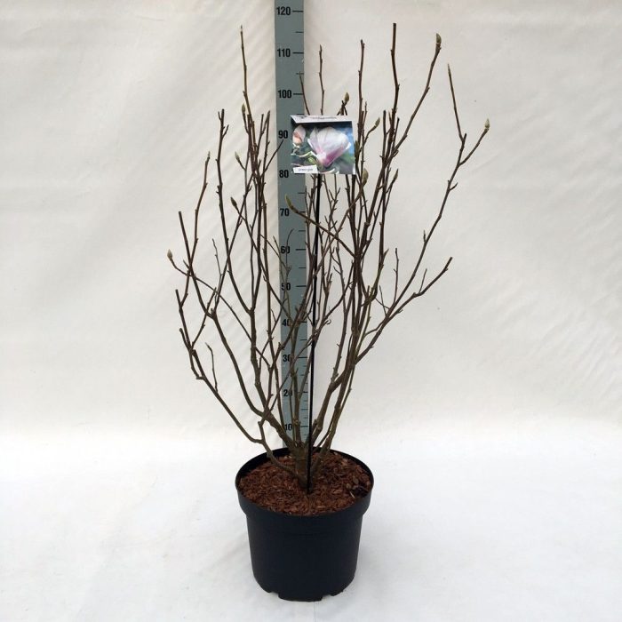 Magnolia 'soulangeana' (pink) - 29 cm (100 hoog), D 29