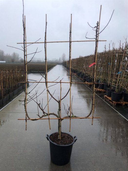 Malus dom. 4-arm Verticaal Appel leivorm, D 50