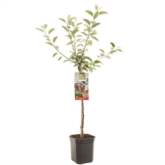 Malus dom. Ingrid Marie laagstam Handappel met roze vruchtvlees, D 24