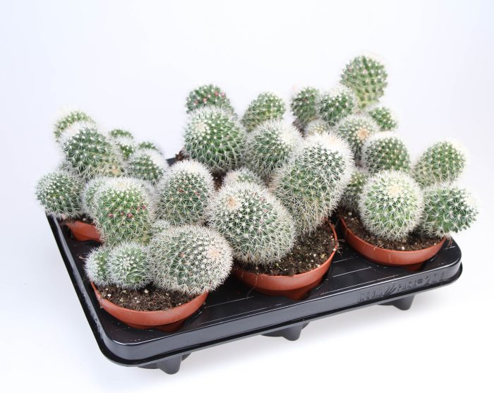 Mammilaria ernestii albata, D 12