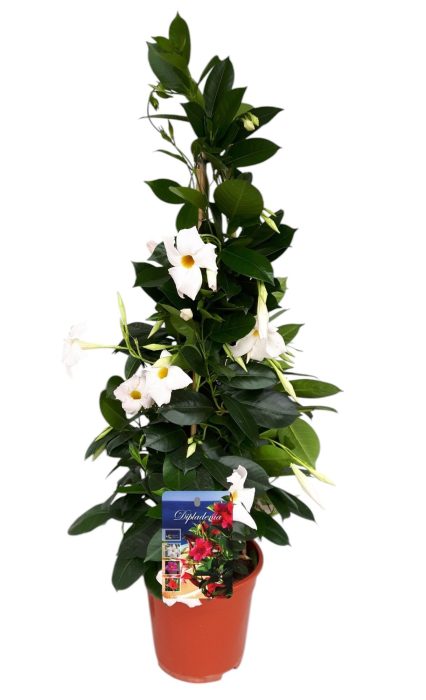 Mandeville 'Rio White' BAMBOO PYRAMIDE, D 19