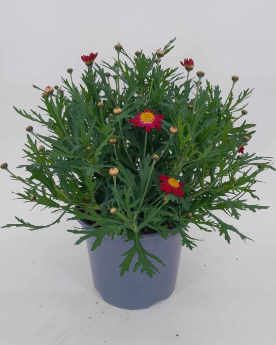 Margriet p19 rood, D 19