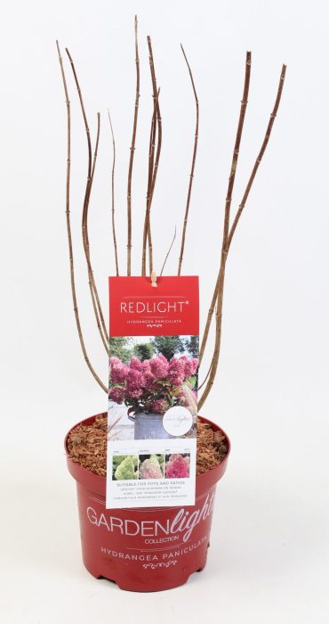 Hydrangea Paniculata (Gardenlight) Redlight 19 cm, D 19
