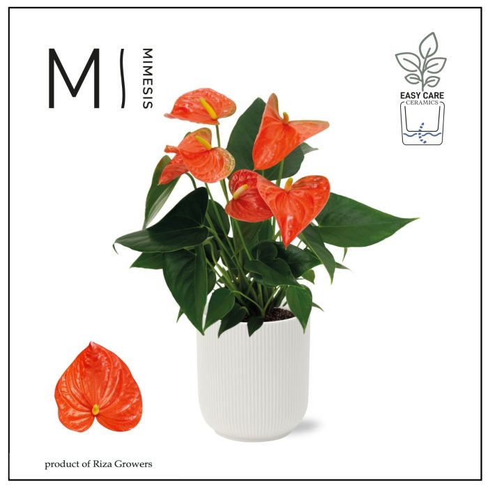 Mimesis Anthurium KARMA Orange - Atlanta White, D 12
