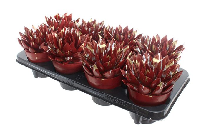 Miranda coloured Splash Xmas red, D 12