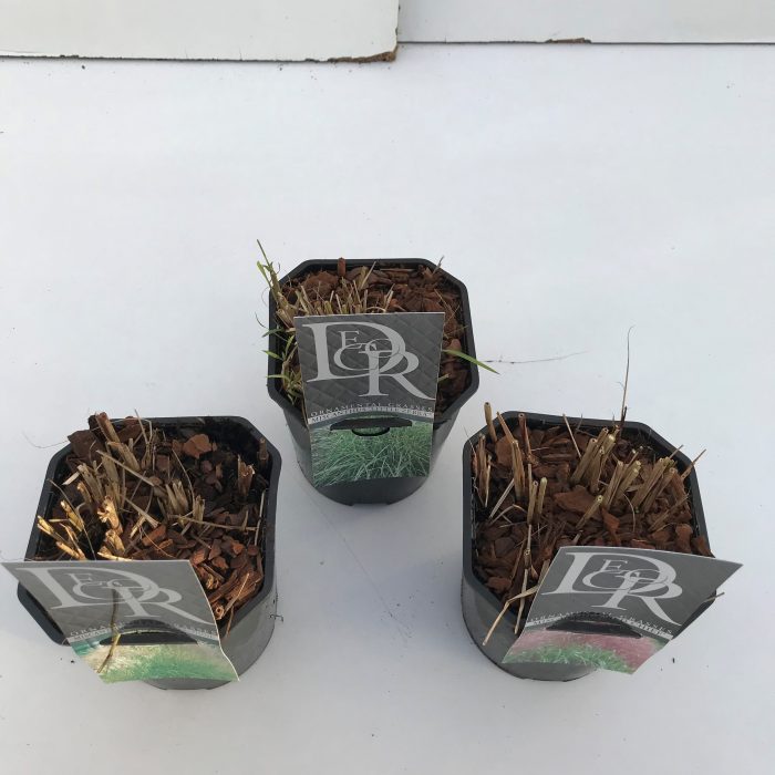Miscanthus mix, D 17