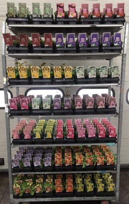 444 : 1 L pot Vaste Planten mix soorten : Rhodanthemum-Delphinium-Gaura-Lupinus-Achillea-Dianthus-Erysimum...., D 13