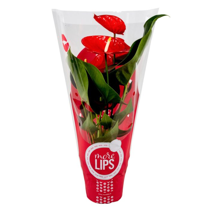 MoreLIPS® Anthurium Minnesota in ShowHoes, D 12