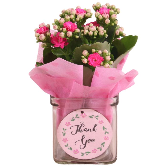 Mothersday Arr. Indoor Glass Accuglas Square Ø08cm 1PP, D 8