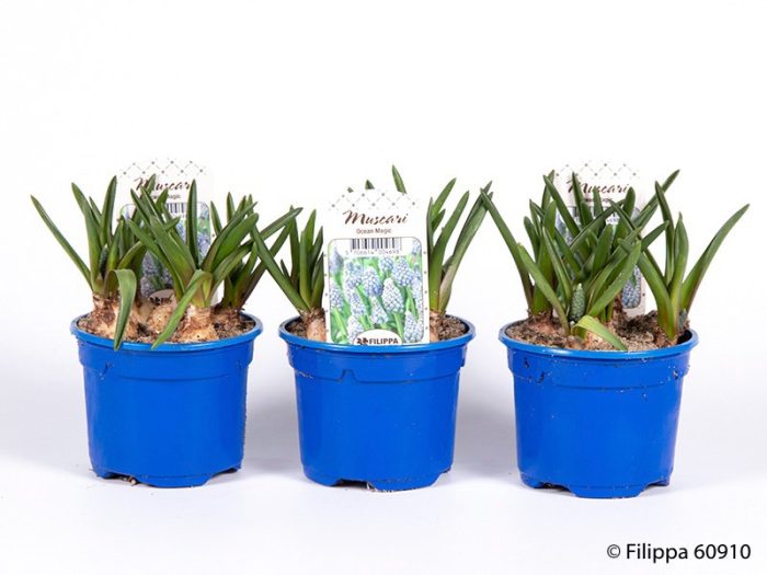 MUSCARI ARMENIACUM 'Osean Magic', D 9