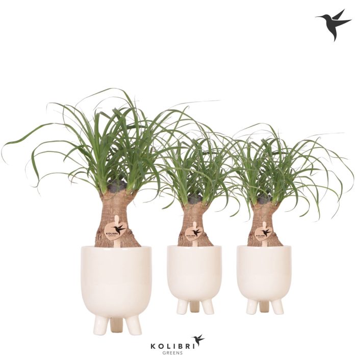 Kolibri Greens Beaucarnea in Gummy pot travertine, D 9