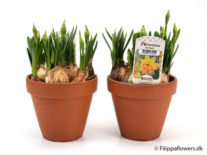 NARCISSUS INCOMPARABILIS, D 12