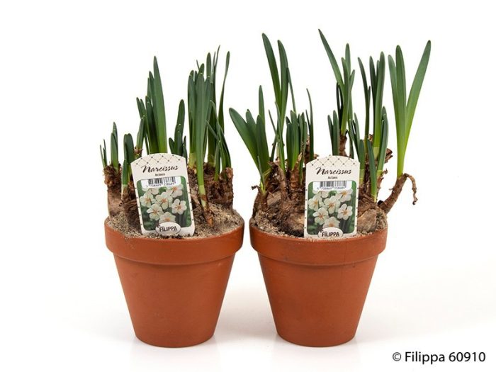 NARCISSUS INCOMPARABILIS 'ACTAEA', D 12