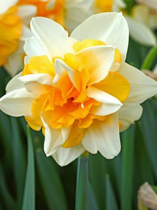NARCISSUS INCOMPARABILIS 'SWEET DESIRE', D 11