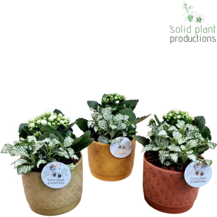 NV002 Ariël Jungle Kalanchoë Fittonia, D 12