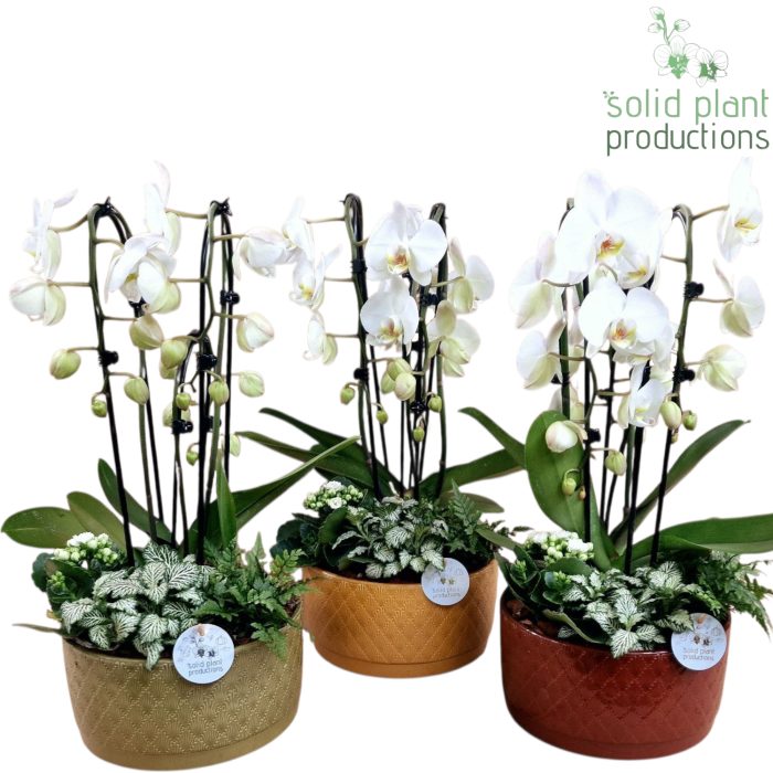 NV010 Izabella Jungle Cascade, D 22